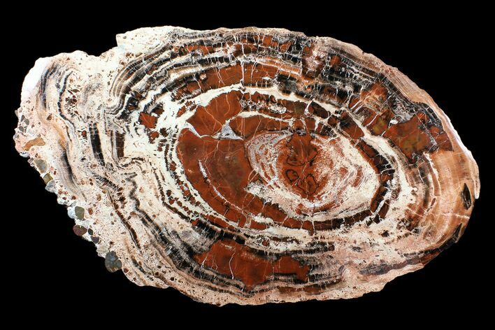 Massive, Red/Black Arizona Petrified Wood Slab - #89335